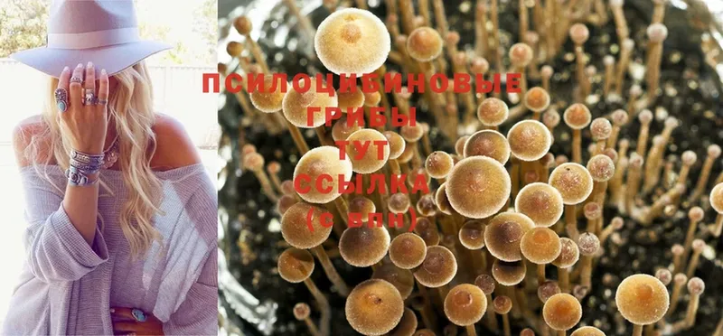 где можно купить наркотик  Нариманов  Галлюциногенные грибы Psilocybine cubensis 